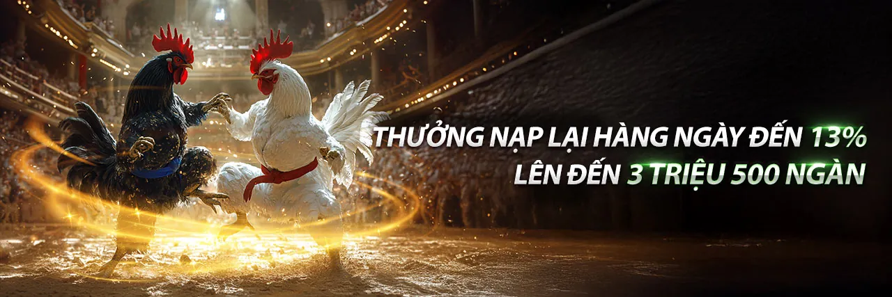 Sân đấu đá gà trực tiếp sôi động tại daga88 trực tiếp hôm nay
